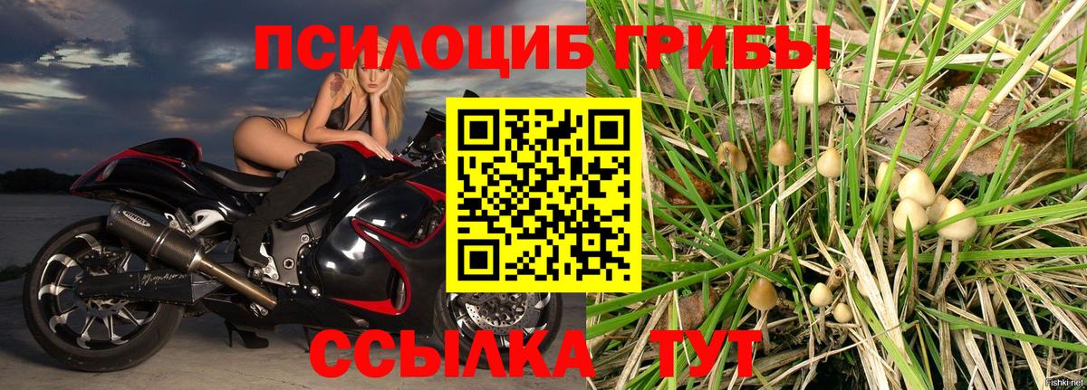Псилоцибиновые грибы мицелий Бузулук